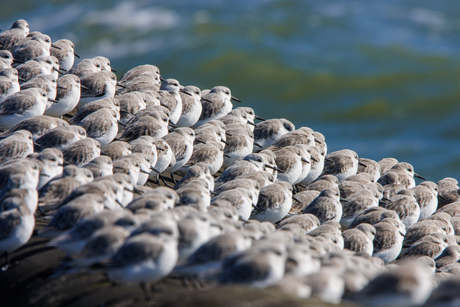 Drieteenstrandlopers 