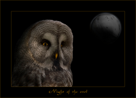 Night of the Owl .......