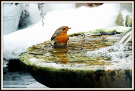 Roodborst in bad