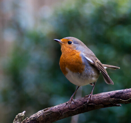 Roodborst