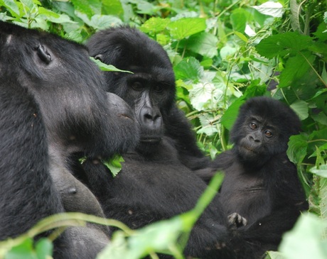 Gorilla echtpaar met kind