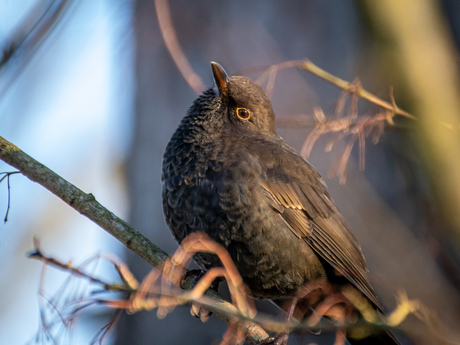 Merel vrouw in de winter. 