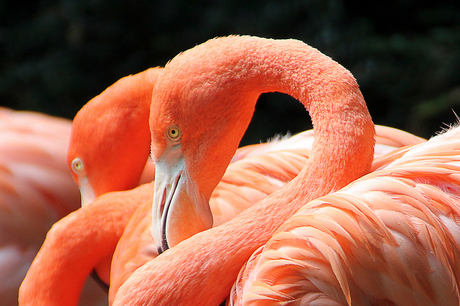 flamingo's.jpg