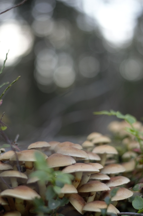 Leven in de natuur