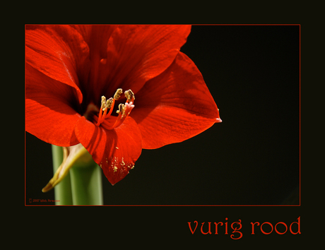 vurige amaryllis