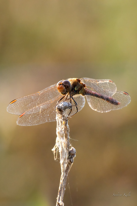 Libelle gevangen in het avondlicht