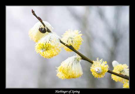 Harbinger of Spring