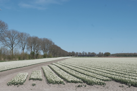 Witte tulpen