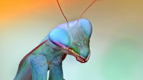 Portret van een mantis