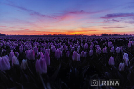Magische Tulpen
