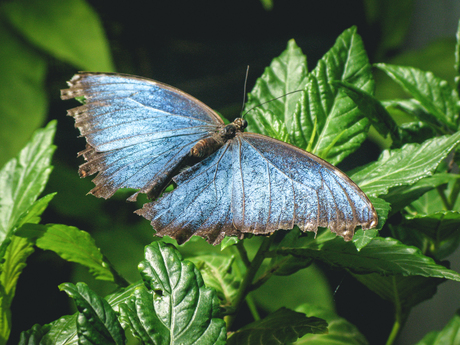 Vlindertuin Sint Maarten