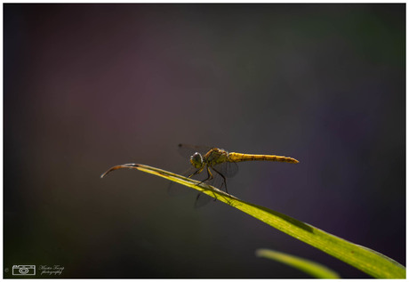 Dragonfly