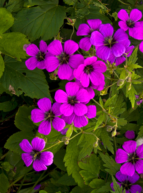 Geranium in de avondzon