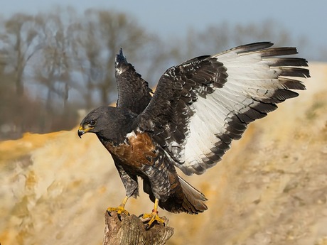 buizerd