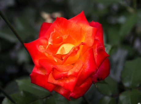 Rood in de zon wordt Geel 