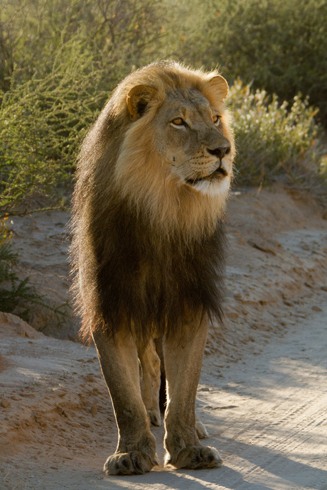 Lion Kalahari 01