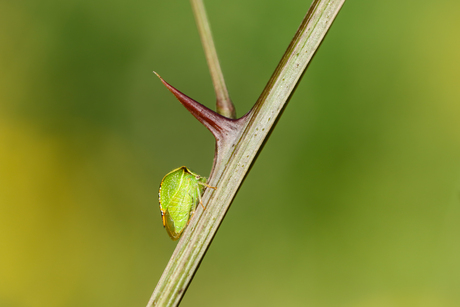 Buffelcicade