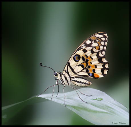 Papilio Demoleus.