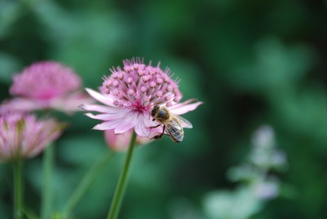 bij op bloem