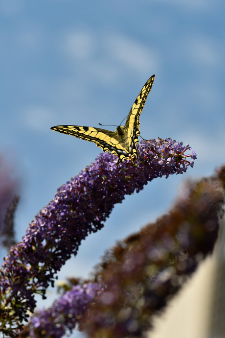 Vlinders 
