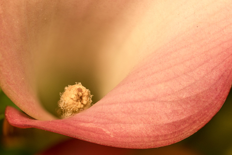 Roze Aronskelk