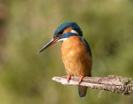 ijsvogel