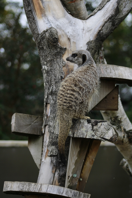 Meerkat