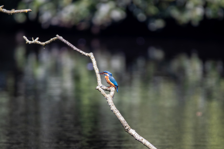 ijsvogel