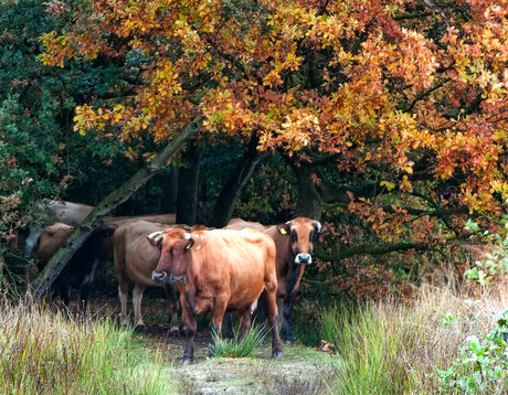 Leersumse veld - runderen