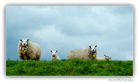 Schapen langs de Maas