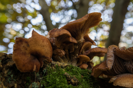 Paddenstoelen