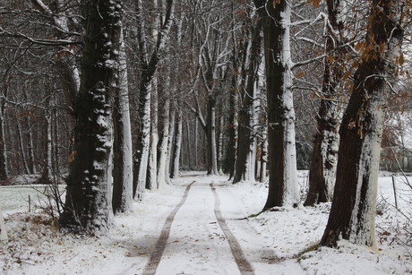 Sneeuwlaan in Bergen op Zoom