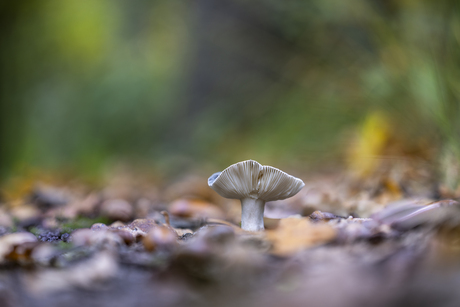 Herfst in het bos