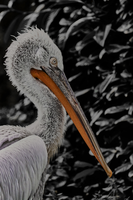 The Pelican...