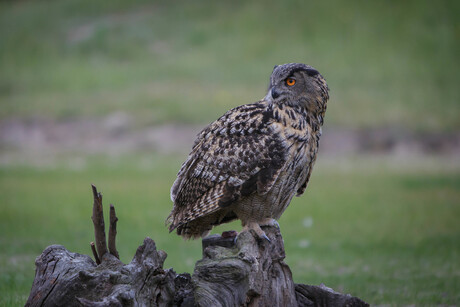 (Eurasian) Eagle Owl, Bubo bubo (Europesche Oehoe)-4