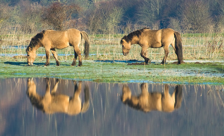 Blauwe Kamer.6 - Konik paarden