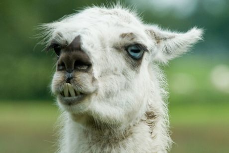 Lama close up