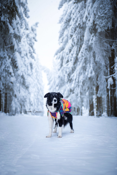 Walking in a winterwonderland