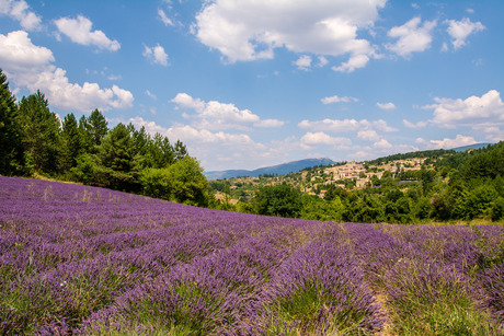 Lavendel in Frankrijk