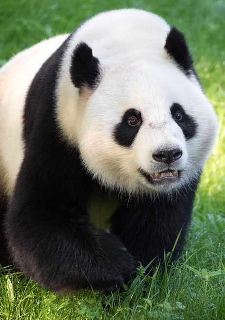 Wu Wen, de vrouwtjes panda in Ouwehands Dierenpark Rhenen
