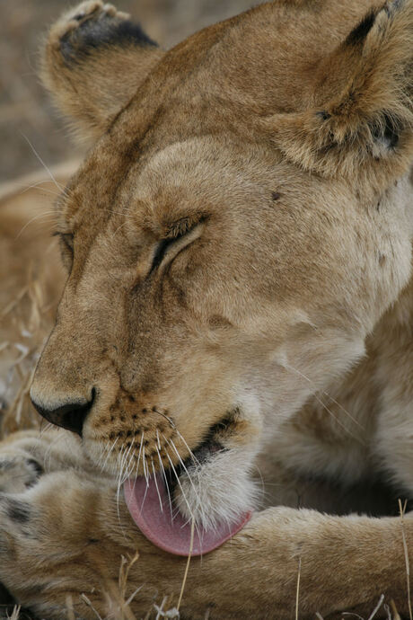 Lief poesje