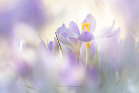 Crocuses in magical light