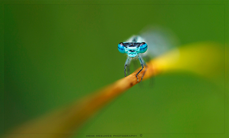 colors of nature