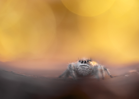 Jumping Spider