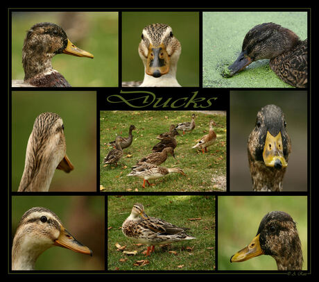 All of Ducks