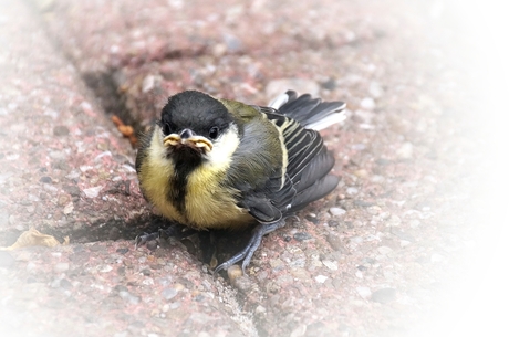 Jonge koolmees