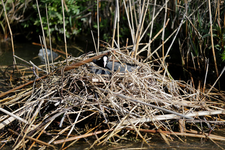 Waterhoen op nest