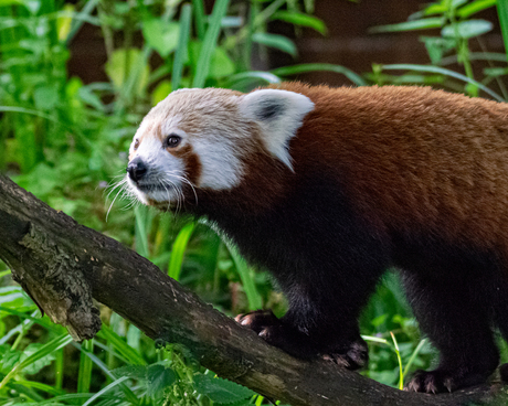 de rode Panda