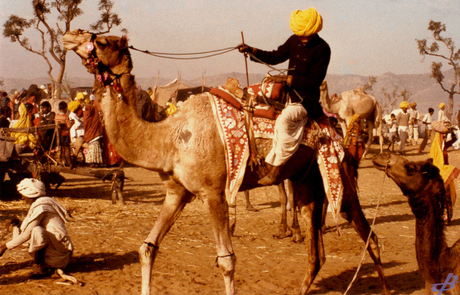 Pushkar kamelendrijver
