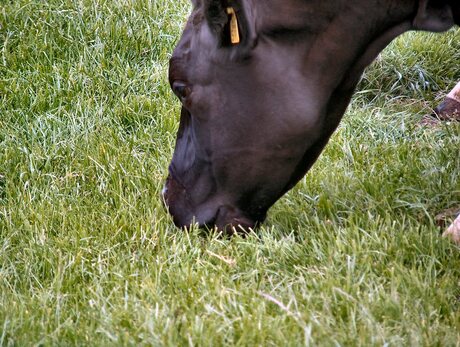 Gras Is HeT lEvEn VaN eEn KoE